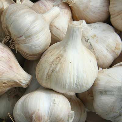 How to Grow Garlic
