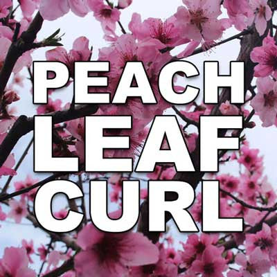Managing Peach Leaf Curl