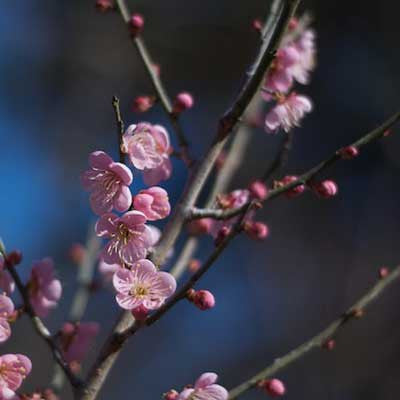 Deciduous Fruit Tree Care