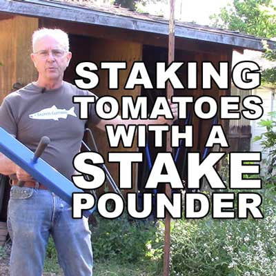 Staking Tomatoes with a Valley Oak Tools Stake Pounder