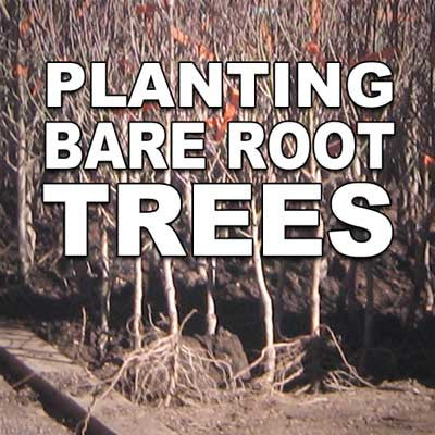 Planting Bare Root Trees