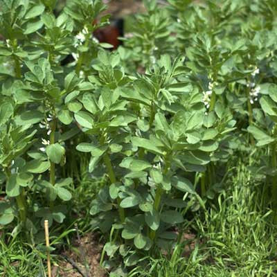 Improve Your Garden Soil with Cover Crops