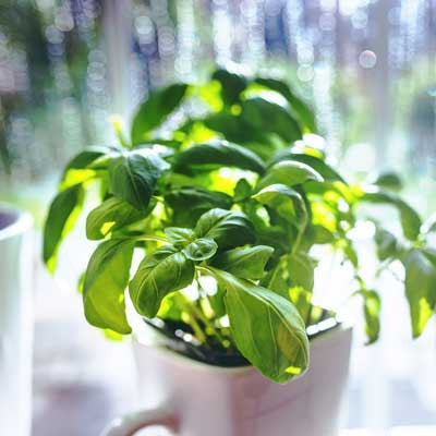 Planning a Small Herb Garden