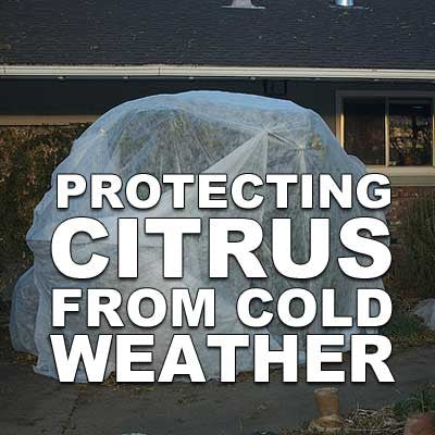 Protecting Citrus from Cold Weather