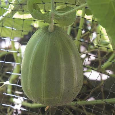 Growing Melons on a Trellis