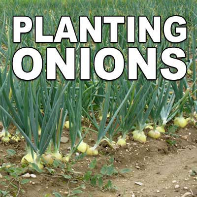 Planting Onions