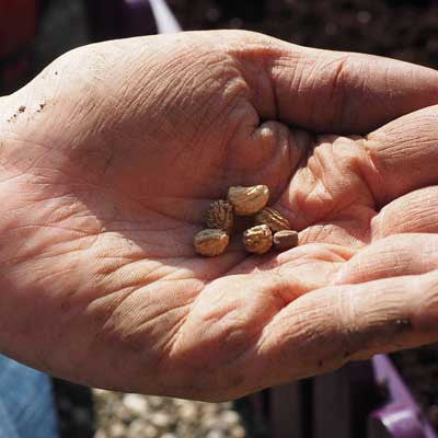 Starting Seeds in Newspaper Pots