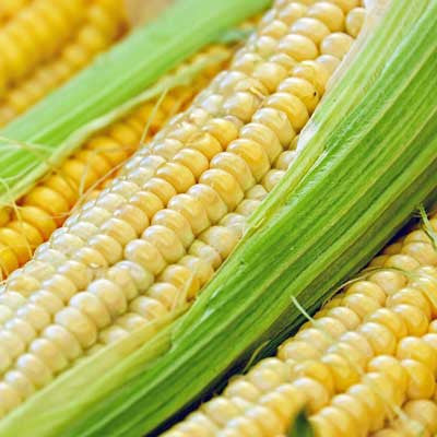 Growing Sweet Corn