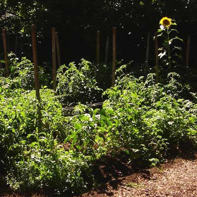 Valley Oak Trial Garden Update