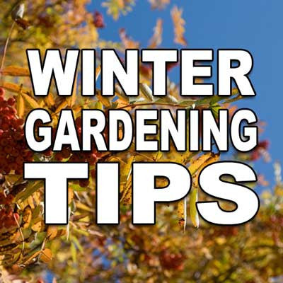 Winter Gardening Tips