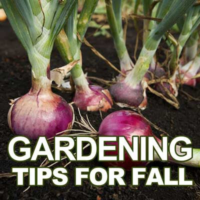 Gardening Tips for Fall
