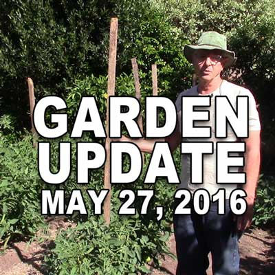 Summer Garden Update