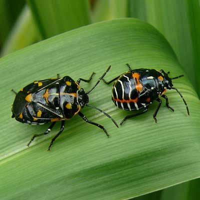 Protect Your Garden from Harlequin Bugs