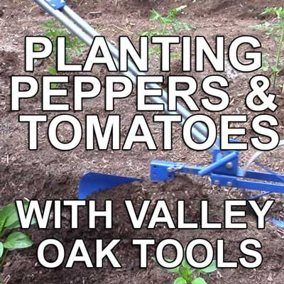Planting Peppers and Tomatoes with Valley Oak Tools