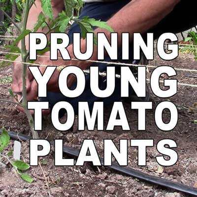 Pruning Young Tomato Plants