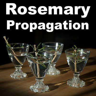 Rosemary Propagation