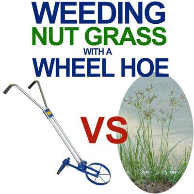 Weeding Nutgrass with a Wheel Hoe