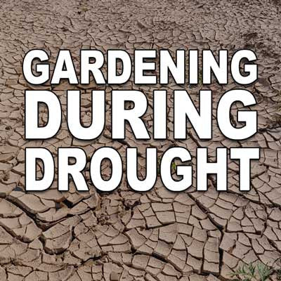 Gardening During Drought