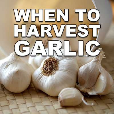 When to Harvest Garlic