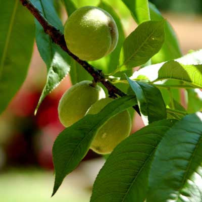 Gardening Tips: Thinning Peaches