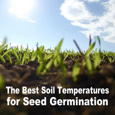 The Best Soil Temperatures for Seed Germination